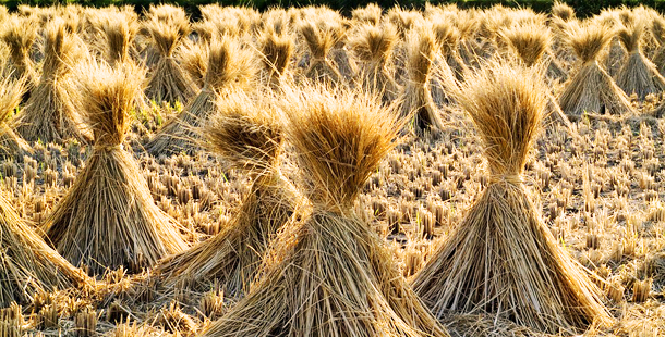 paja de trigo para sustrato cultivo